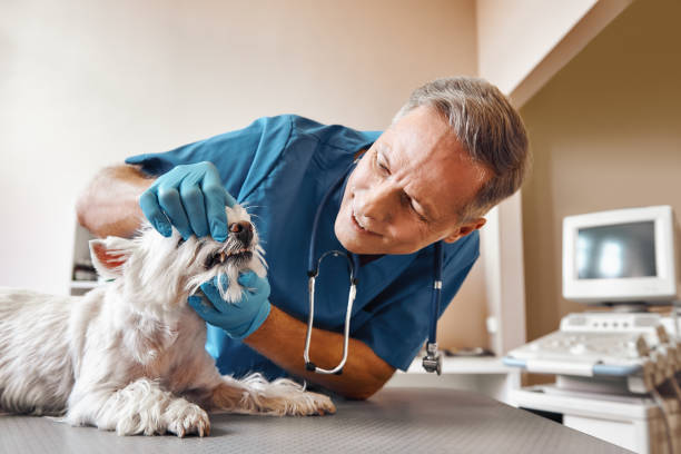 Best Emergency Tooth Extraction in Limon, CO